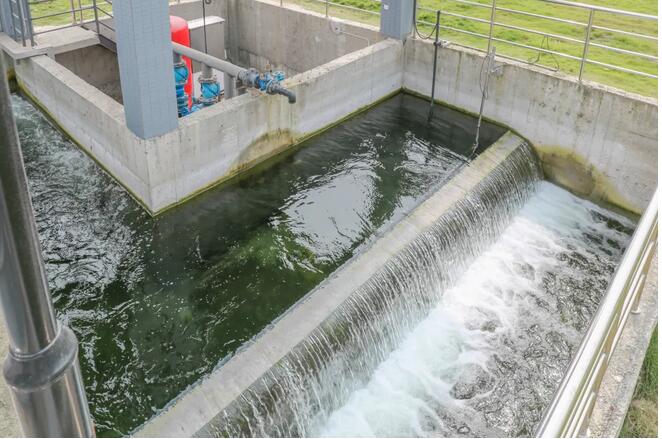 污水凈化后可養(yǎng)魚？這家污水處理廠真牛！-